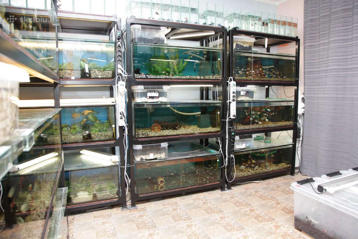 Akvariumų žuvytės, šaldytas ir sausas žuvų pašaras - nuotraukos Nr. 15