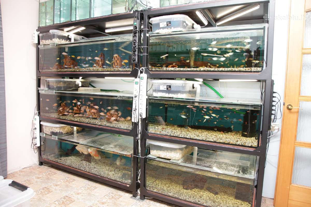 Akvariumų žuvytės, šaldytas ir sausas žuvų pašaras - nuotraukos Nr. 16
