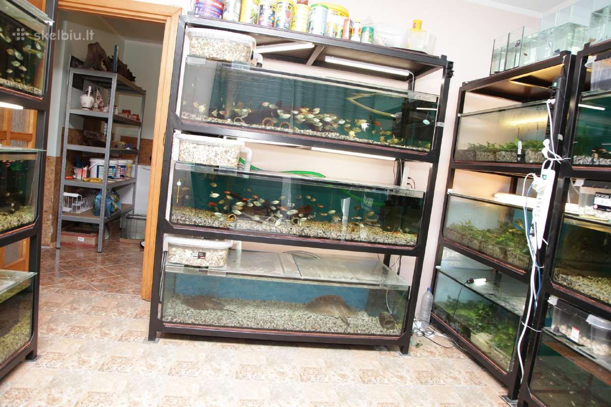 Akvariumų žuvytės, šaldytas ir sausas žuvų pašaras - nuotraukos Nr. 17