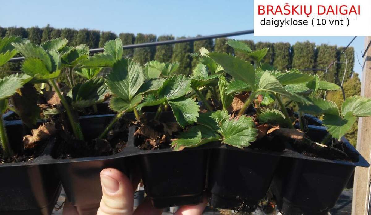 Braškių ir smidrų Daigai, derlius dar šia vasarą! - nuotraukos Nr. 25