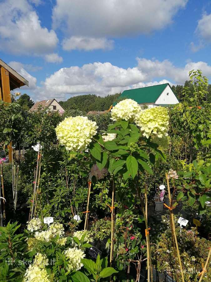 Dekoratyviniai augalai, vaismedžiai, vaiskrūmiai. - nuotraukos Nr. 13