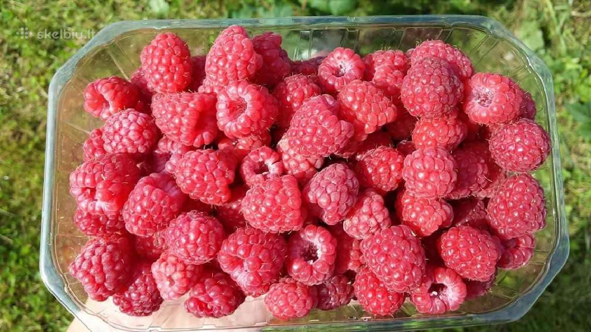 Aviečių gervuogių sodinukai Delniwa Przehyba - nuotraukos Nr. 2