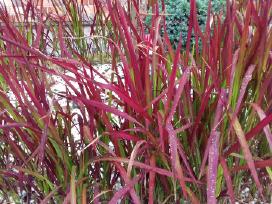 Rytinė imperata "Red Baron"