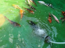 Koi - Karpiai. Nuo 300gr.