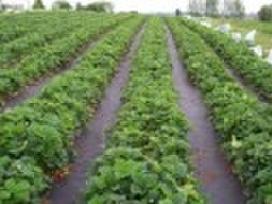Agro plėvelės juoda (braškėms) bei balta nuo šalnų