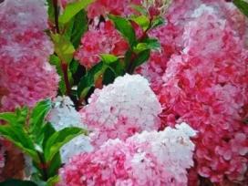 Hortenzijos šluotelinės,veigėlės