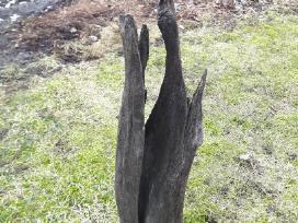 Juodas ąžuolas (bog oak)