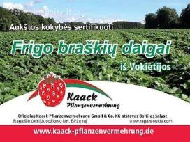 Šaldyti ( Frigo ) braškių daigai