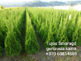 Tujos Smaragd-brabant, dekoratyvinės pušelės,