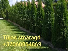 Tūjos Smaragd akščiausios kokybės Premium klasės