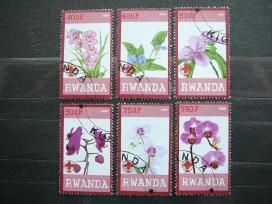 Orchidejos Geles Ruanda 2009 antsp. s532g