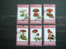 Grybai Ruanda 2009 antsp. s531b