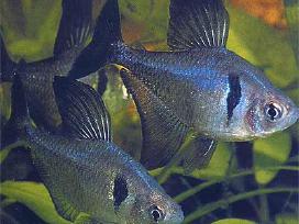 Akvariumines zuvys Nauja siunta