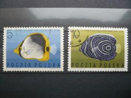 1967 Tropical Marine Fish
