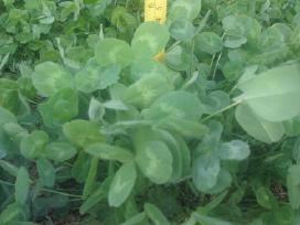 Raudonųjų dobilų sėkla