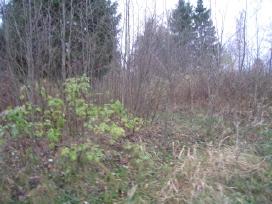 Apleistų sodo sklypų tvarkymas Apleistų sodo sklypų tvarkymas