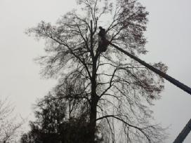 Pavojingų medžių pjovimas
