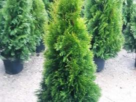 Tujos Smaragd premium, atvežame, pasodiname.