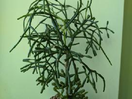 Rhipsalis