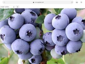 Šilauogės, sausmedžiai, svarainiai.