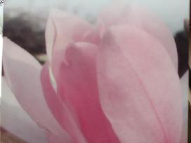 Magnolijos , azalijos, rododendrai