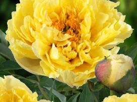 Geltoni bijūnai "Bartzella", "Sonoma Halo" ir kiti