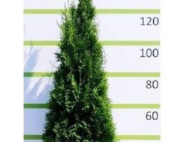 Auksciausios kokybes tujos, Nemokamas pristatymas!