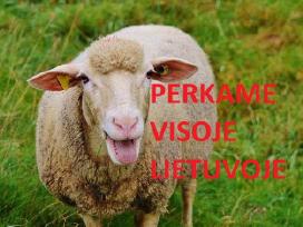 Brangiai superkame perkame Avis