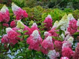 Šluotelinės Hortenzijos.