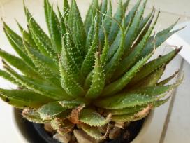 Aloe aristata