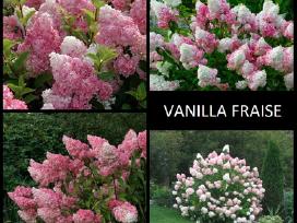 Šluotelinės Hortenzijos, Budlėjos Šilauogės