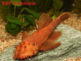 Akvariuminės žuvys