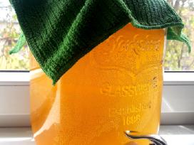 Arbatos grybas Kombucha Visa Lietuva