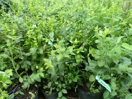 Šilauogių ,sausmedziu , aktinidijų sodinukai