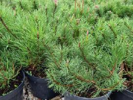 Pušelės kalninės,šluotelinės hortenzijos