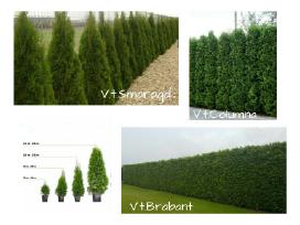 Tujos gyvatvorėms - Brabant, Smaragd, Columna