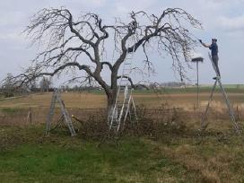 Vaismedžių genėjimas, gyvatvorių karpymas