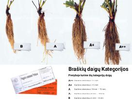 Frigo Braškių Daigai, Sertifikuoti