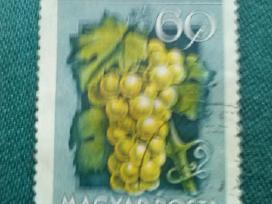 Vengrija. 1954 m.