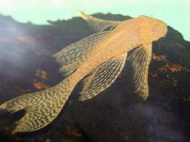 Ancitrusai albino ilgapelekiai.