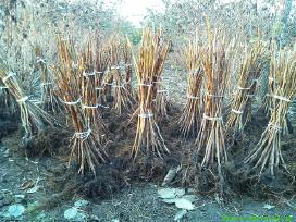 Aviečių daigai sodinukai