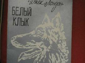 Baltoji iltis