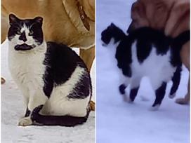 Kuršėnų katinėlis