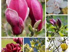 Magnolijos