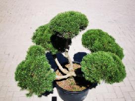 Formuotos pušies Bonsai Vilniuje įvairių aukščiu