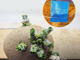 Įsigykite sertifikuotas sėklines bulves internetu!