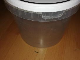 7 kibiriukai 10€