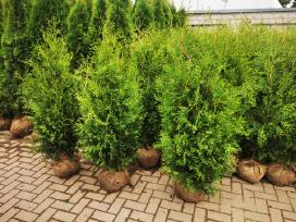 Tuja vakarinė Brabant gyvatvorei tuja brabant