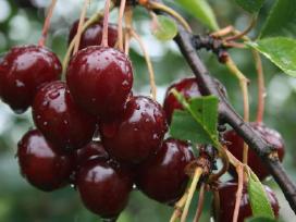 Obelų, kriaušių, slyvų ir kt sodinukai urmu -6 eur