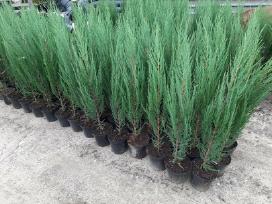 Tujos smaragd, kadagiai, brabandt, pušelės